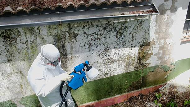 Trusted Black Mold Removal service in Stedman, NC - Cheap Mold Removal